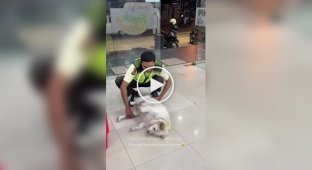 Охранник выпроваживает собаку из магазина