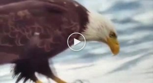 Who is stronger. Bald Eagle or Common Crab