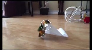 Маленький попугай играет с бумажным полотенцем