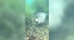 Як тюлені сплять під водою