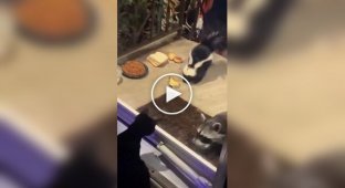 An unusual company gathered on the porch of the house - a raccoon, a skunk and an opossum