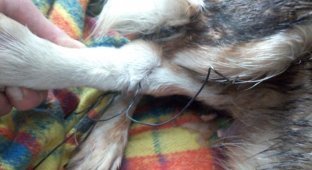 В Омську бездомні люди врятували собаку із цуценятами (3 фото)