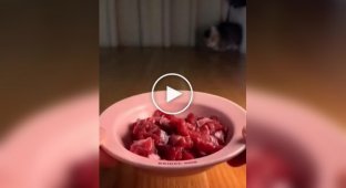 A kitten's plan to quickly grab a bowl of meat has failed miserably