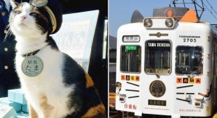 Усатые железнодорожники: станция в Японии, которой 15 лет управляют кошки (11 фото)