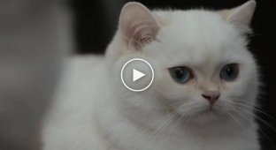 Забавная реклама автомобиля