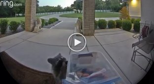 The raccoon stole the treat intended for the courier