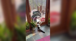 Страшнее кошки зверя нет