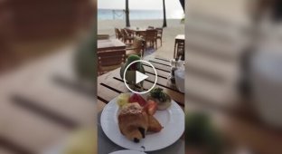 Попугай похитил часть завтрака туриста