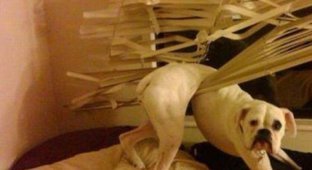 15 dogs that were caught doing strange things (15 photos)