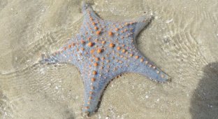 Scientists have found out where the starfish's head is hidden (6 photos)