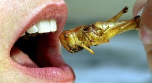 Употребление насекомых в пищу (11 фото)