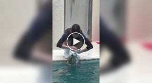 Смотритель морских выдр в Японии