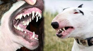 Bull Terrier recognized as the friendliest dog breed (6 photos)