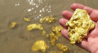 Some facts about gold (5 photos)