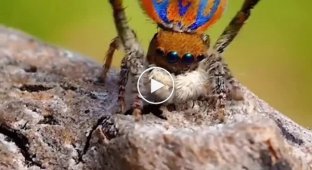 Грациозный брачный танец паука Maratus clupeatus