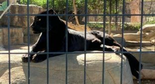 Ягуар напал на посетительницу зоопарка, пытавшуюся сделать селфи (3 фото)