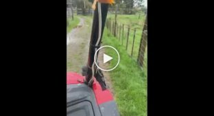 Wildlife and tractor driver