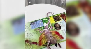 Дитячі розвиваючі книжки з Китаю