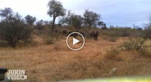 Слоны атаковали сафари джип