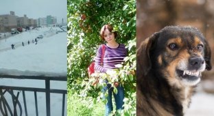 Нападения собак на людей продолжаются, псы насмерть загрызли женщину в Ярославской области (3 фото + 1 видео)