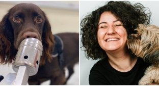 Diseases that dogs can smell (6 photos)