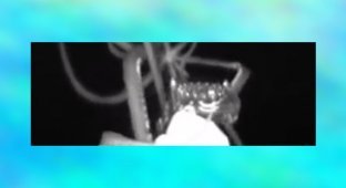 Исследователи сняли на камеру четырехметрового кальмара (2 фото + 1 видео)