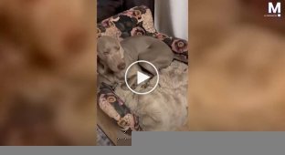 Чотироногі «руйнівники»: собаки розірвали ліжко в будинку