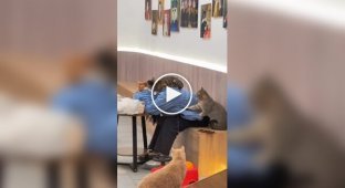 Cats keep an eye on a woman who fell asleep in a cafe