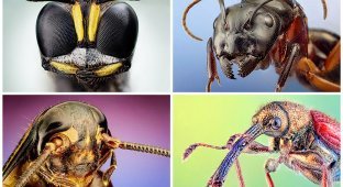 Portraits of insects (60 photos)