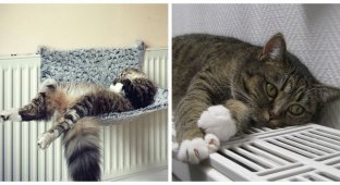 A radiator for a cat is most desirable in the cold (30 photos)