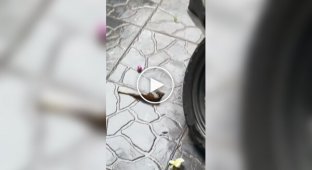 Рак-отшельник использовал игрушку в качестве домика