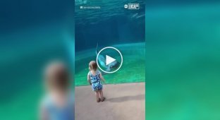Unusual Encounter: Little Girl and Dolphin