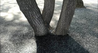 В Тюмени деревья закатали в асфальт (4 фото)