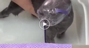 Cat wash mask