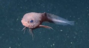 Улыбчивый морской монстр: на глубине более 3 км обнаружена очаровательная рыба (5 фото + 1 видео)