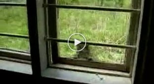 Котенок и окно