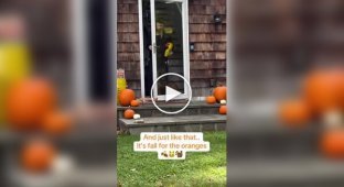 Хозяин подарил котикам собственный «телевизор» с живым бурундуком