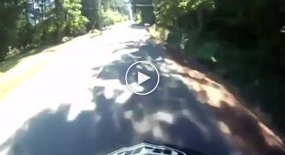 Мотоциклист столкнулся с олененком