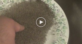 Trick with plate, water and ground pepper