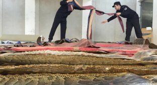 Китайские таможенники изъяли 25 000 шкур питона стоимостью 48 миллионов долларов (5 фото)