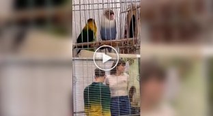 Everything is like people: a funny parody of the courtship of a parrot