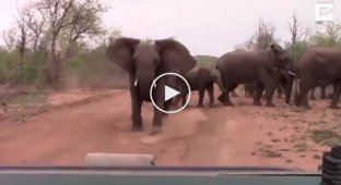 Слоны попытались прогнать туристов, отправившихся на сафари