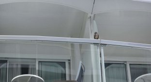 Owl sneaked onto a cruise ship and went on a two-week vacation (3 photos + 1 video)