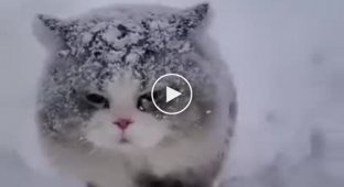 The reaction of cats to snow is priceless