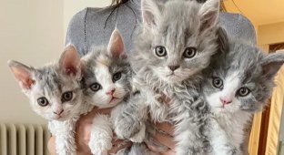 Curly Kittens Resembling Plush Toys Leave No One Indifferent (11 photos)