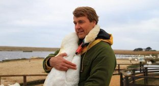 Спасенный лебедь обнял своего спасителя (5 фото)