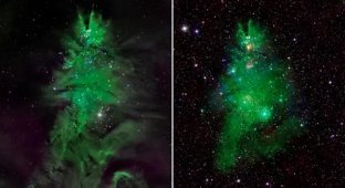 "Рождественская елка" из молодых звезд: потрясающее изображение NASA (3 фото)