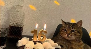 The most meme cat Stepan celebrates his 16th birthday (6 photos)