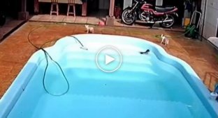 Питбуль спас из бассейна своего тонущего друга