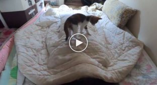 Restless kittens interfere with the owner's sleep